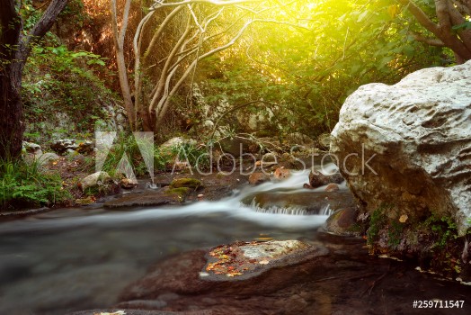 Picture of stream in forest